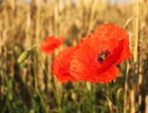 54.Mák vlčí (Papaver rhoeas)