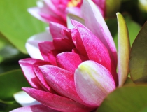 55.Leknín (Nymphaea)