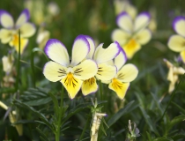 56.Violka žlutá sudetská (Viola lutea subsp. sudetica)