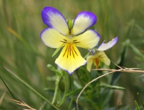57.Violka žlutá sudetská (Viola lutea subsp. sudetica)