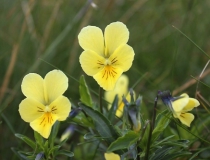 58.Violka žlutá sudetská (Viola lutea subsp. sudetica)
