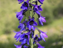 59.Stračka vyvýšená (Delphinium elatum L.)
