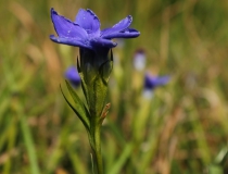 6.Hořec brvitý (Gentianopsis ciliata)