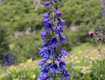 60.Stračka vyvýšená (Delphinium elatum L.)