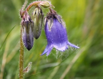 61.Zvonek vousatý (Campanula barbata L.)