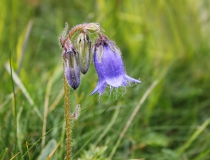 62.Zvonek vousatý (Campanula barbata L.)