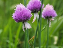 63.Pažitka pobřežní horská (Allium schoenoprasum L. subsp.alpinum)