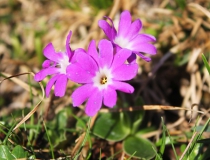 64.Prvosenka Clusiova (Primula Clusiana Tausch)