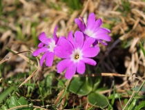 65.Prvosenka Clusiova (Primula Clusiana Tausch)