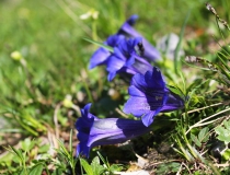 66.Hořec Clusiův (Gentiana clusii)