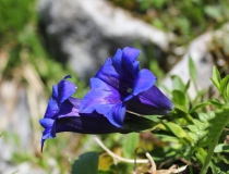 67.Hořec Clusiův (Gentiana clusii)