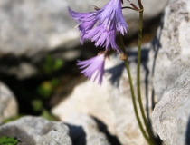 68.Dřípatka alpská (Soldanella alpina)