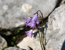 69.Dřípatka alpská (Soldanella alpina)