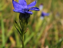 7.Hořec brvitý (Gentianopsis ciliata)