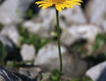 70.Kamzičník Clusiův (Doronicum Clusii (All.)Tausch)
