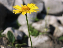 71.Kamzičník Clusiův (Doronicum Clusii (All.)Tausch)