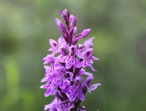 72.Prstnatec Fuchsův chladnomilný (Dactylorhiza Fuchsii (Druce) Soó subsp. Sudetica)