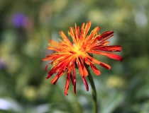 74.Škarda zlatá (Crepis aurea)
