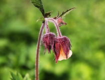 75.Kuklík potoční (Geum rivale L.)