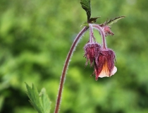 76.Kuklík potoční (Geum rivale L.)