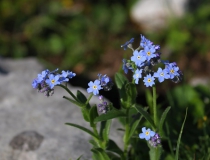 77.Pomněnka vysokohorská (alpská)(Myosotis alpestris)