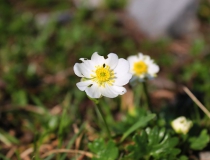 78.Pryskyřník alpský (Ranunculus alpestris)