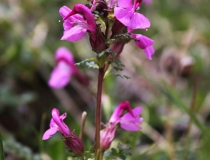 79.Všivec (zobánkatohlavatý) (Pedicularis rostratocapitata)