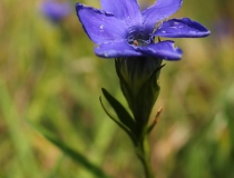 8.Hořec brvitý (Gentianopsis ciliata)