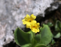 80.Prvosenka lysá (aurikule) (Primula auricula)
