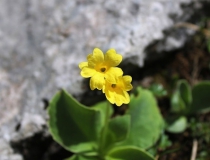 81.Prvosenka lysá (aurikule) (Primula auricula)