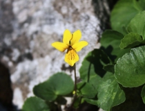 82.Violka dvoukvětá (Viola biflova)