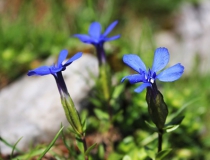 83.Hořec okrouhlolistý (Gentiana orbicularis)