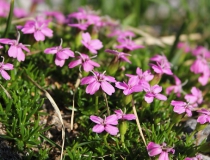 85.Silenka bezlodyžná (Silene acaulis)
