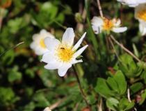 87.Dryádka osmiplátečná (Dryas octopetala)