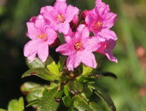88.Pěnišník srstnatý (Rhododendron hirsutum)
