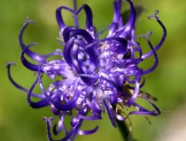 89.Zvonečník hlavatý (Phyteuma orbiculare L.)