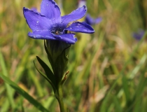 9.Hořec brvitý (Gentianopsis ciliata)