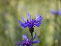 91.Chrpa polní (Centaurea cyanus)