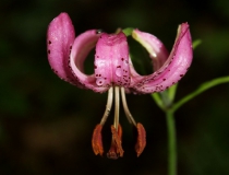 93.Lilie zlatohlavá (Lilium martagon)
