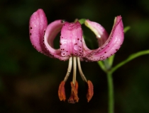 94.Lilie zlatohlavá (Lilium martagon)