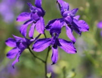 95.Ostrožka stračka (Consolida regalis)