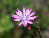 97.Locika vytrvalá (Lactuca perennis)