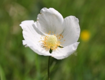 98.Sasanka lesní (Anemone sylvestris L.)
