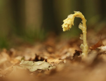 Hnilák smrkový (Monotropa hypopitys)