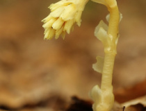 Hnilák smrkový (Monotropa hypopitys)