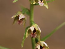 Kruštík širolistý (Epipactis helleborine)