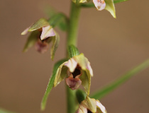 Kruštík širolistý (Epipactis helleborine)