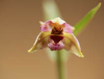 Kruštík širolistý (Epipactis helleborine)