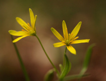 Křivatec žlutý (Gagea lutea)