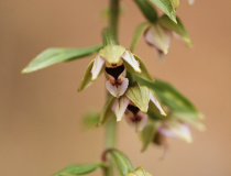 Kruštík širolistý (Epipactis helleborine)